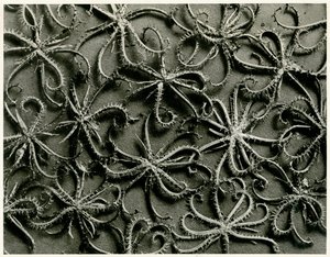 Koelpinia Linearis by Karl Blossfeldt